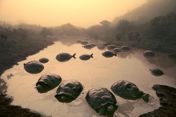 Giant tortoises at Dawn, Galapagos Islands © Frans Lanting