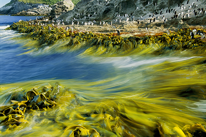 Tidal Surge, New Zealand © Frans Lanting