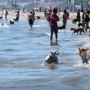 Long Beach Remains Dog-Friendly Through Pandemic