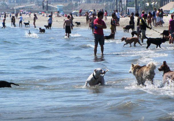 Long Beach Remains Dog-Friendly Through Pandemic