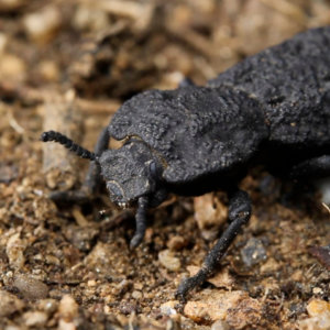 Can't Crush This: Tough Beetle That Can Survive Camry Rolling Over Shell Gives Scientists New Ideas