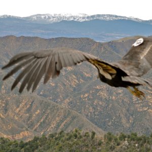 In California: Condors are feared lost in wildfires. Newsom's plan to conserve 30% of land