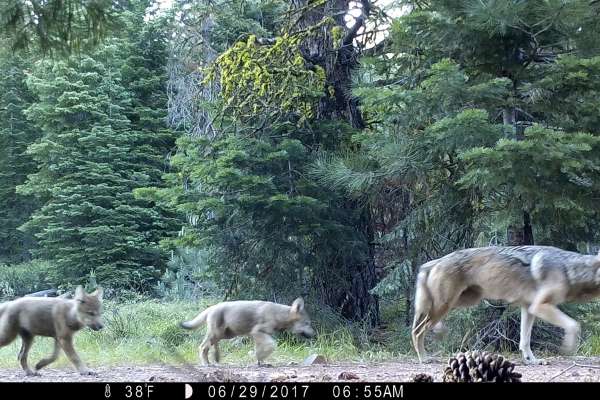 Gray wolf likely to lose federal protection, raising doubt about storied predator’s future