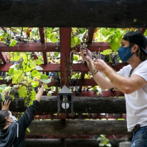 Wine from the ‘Mother Vine’: A trio of L.A. winemakers are harvesting historic grapes at San Gabriel Mission