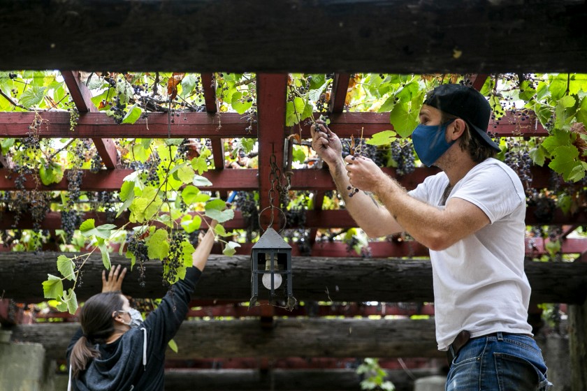 Wine from the ‘Mother Vine’: A trio of L.A. winemakers are harvesting historic grapes at San Gabriel Mission