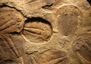 What did trilobites go extinct?