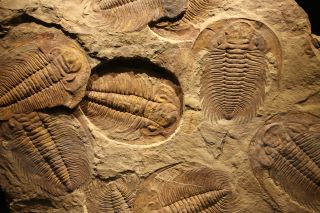 What did trilobites go extinct?