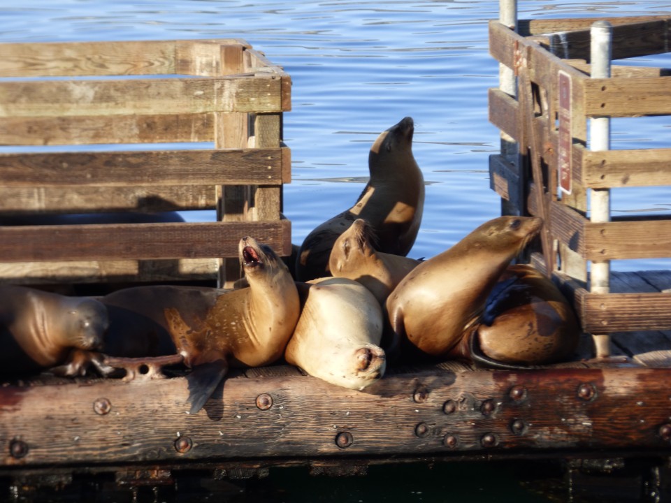Seals in San Luis County 