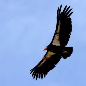 Wind power company promises to help save endangered California condor