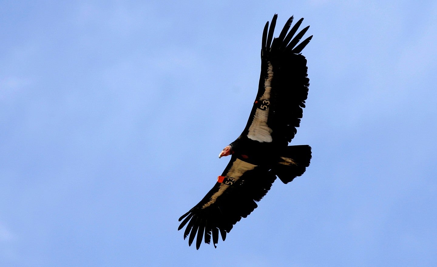 Wind power company promises to help save endangered California condor