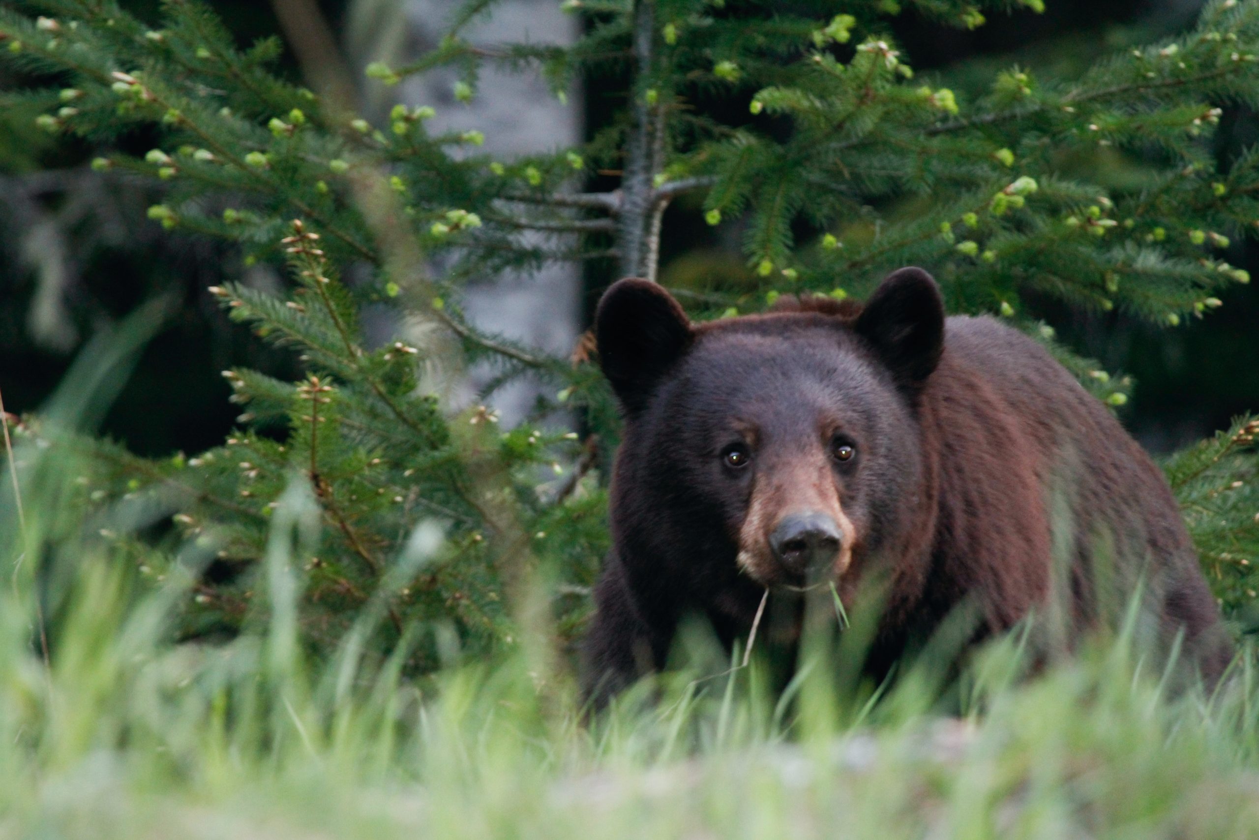 black bear