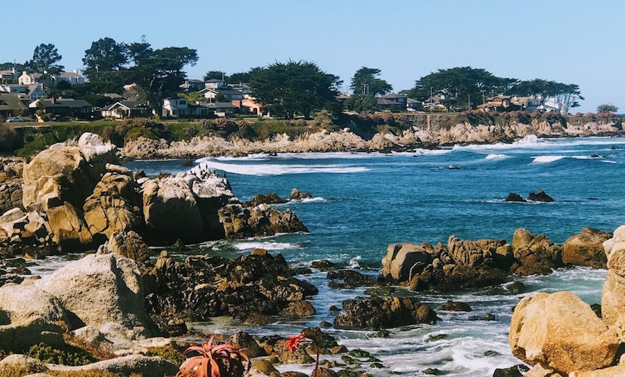 monterey bay ca rocky shoreline, surf cypress trees succulents 