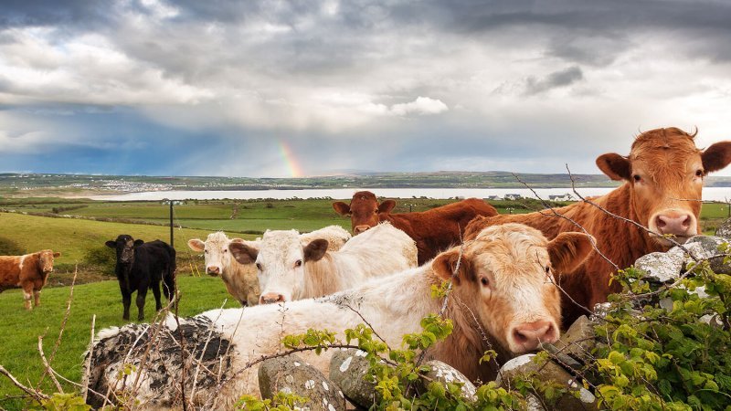 Earth-friendly beef: How sustainable grazing practices can protect soil, water, and biodiversity
