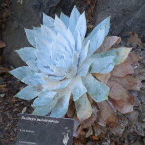 Dudleya succulent