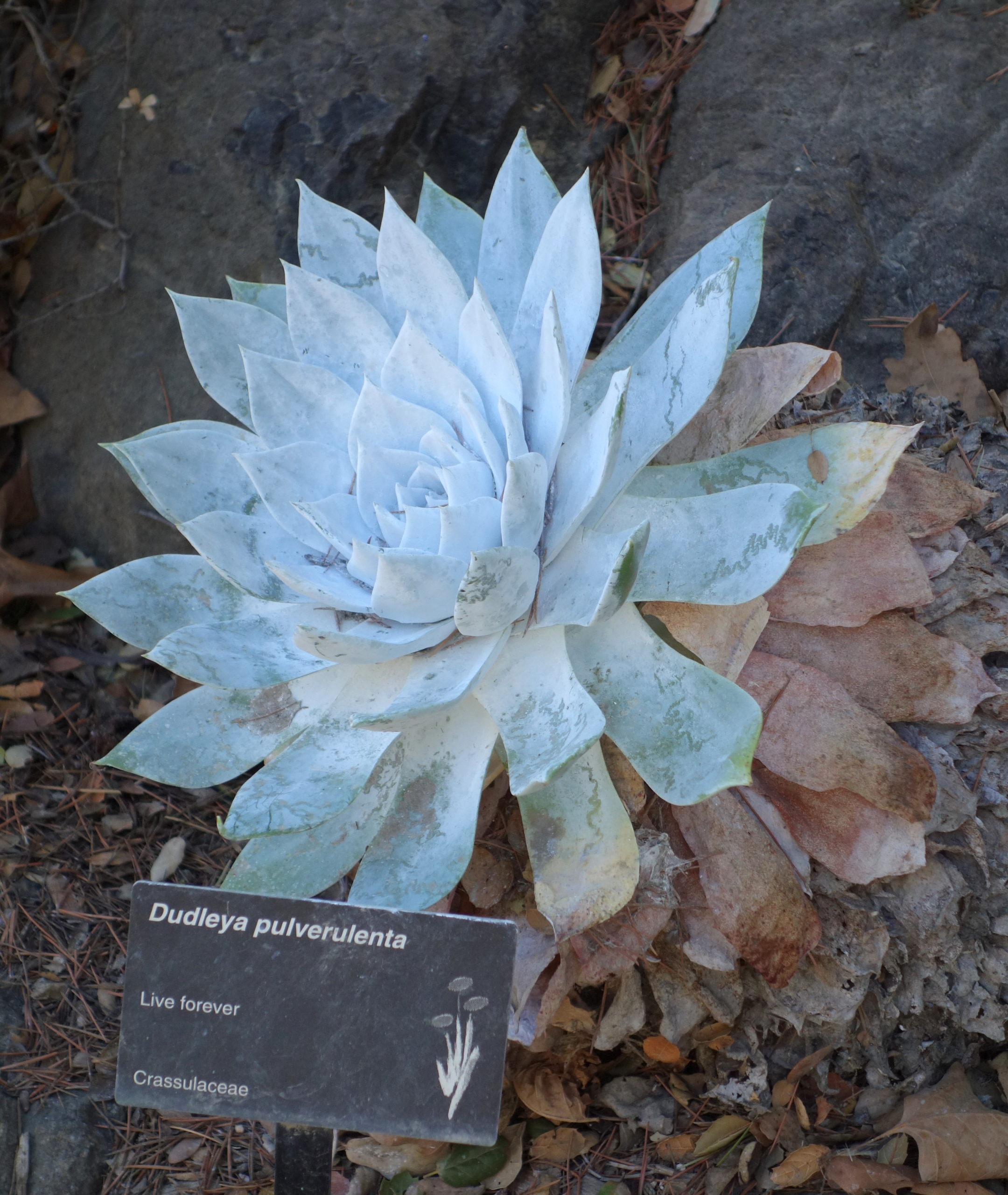 Dudleya succulent