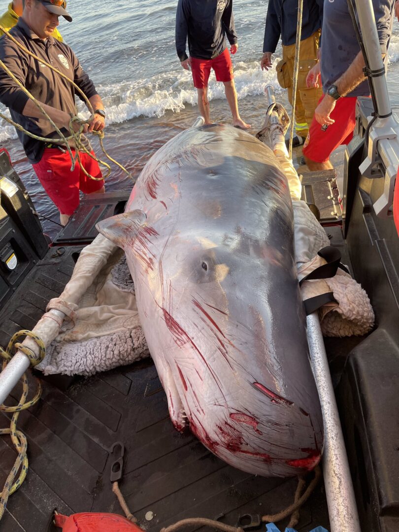 pygmy sperm whale rescue in Malibu