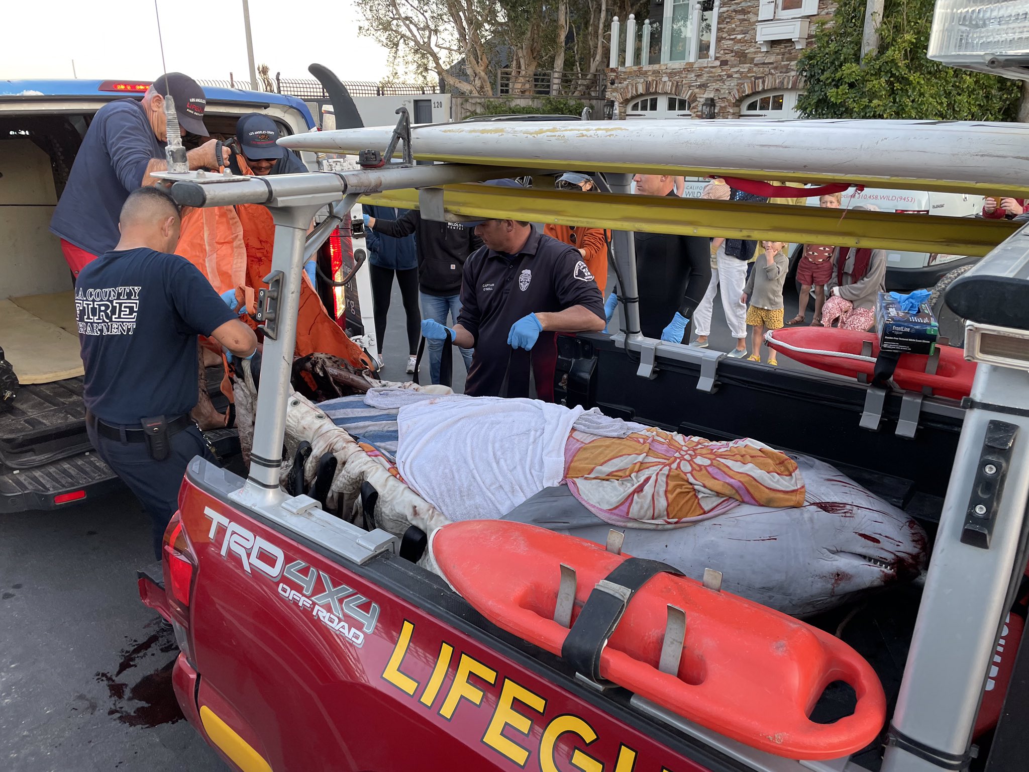 pygmy sperm whale rescue