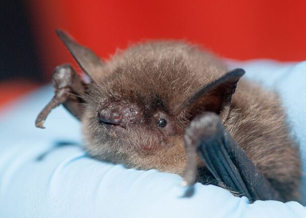Bat, rabies, communicable disease.