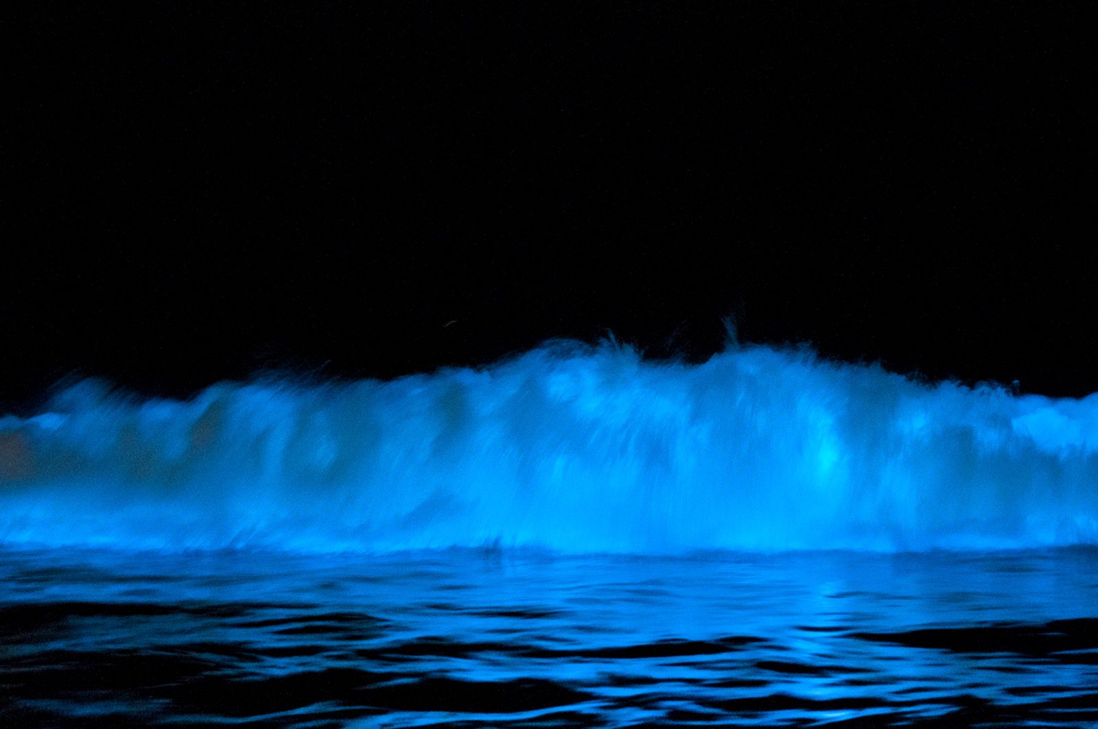Bioluminescent waves hit the shores of California