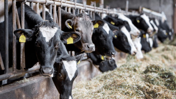 A dairy farm.