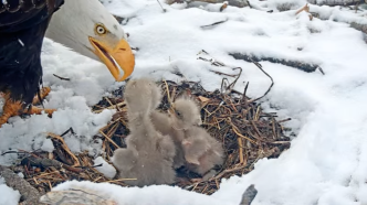 An eagle feeds eaglets in a nest above Big Bear Lake.