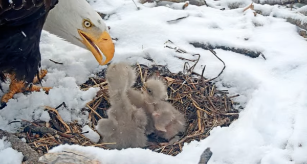 An eagle feeds eaglets in a nest above Big Bear Lake.