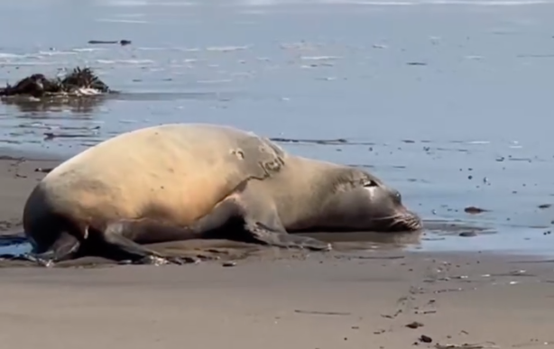 A sick sea lion struggles to move on a Southern California beach.