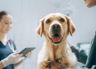 A golden retriever visits the vet's office.