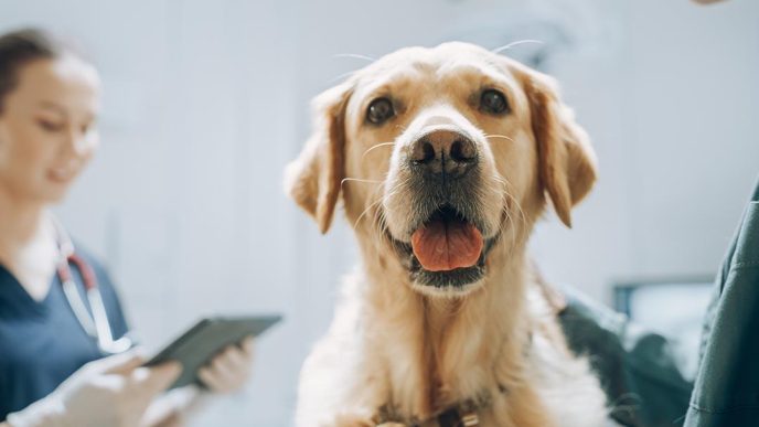 A golden retriever visits the vet's office.