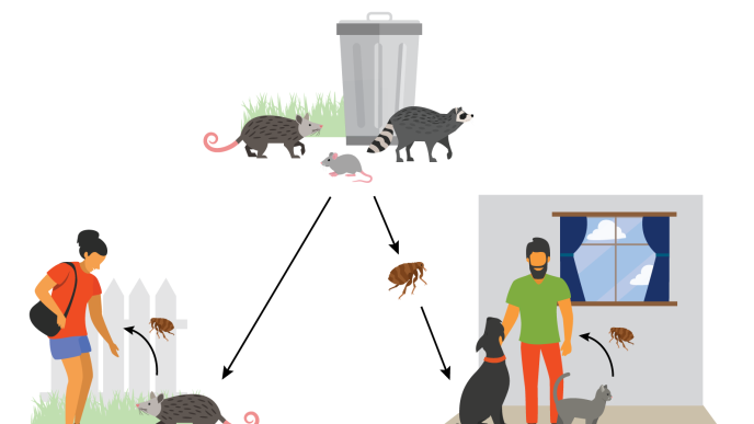 Animals carry fleas that can infect humans with the typhus bacteria.