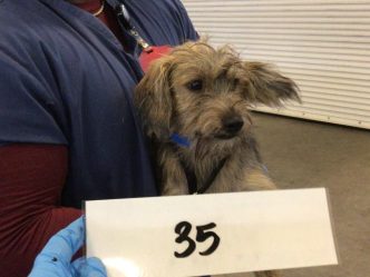 Ozu, a former shelter dog in Riverside County, was the real-life inspiration for the on-screen pooch in the new "Superman" movie.