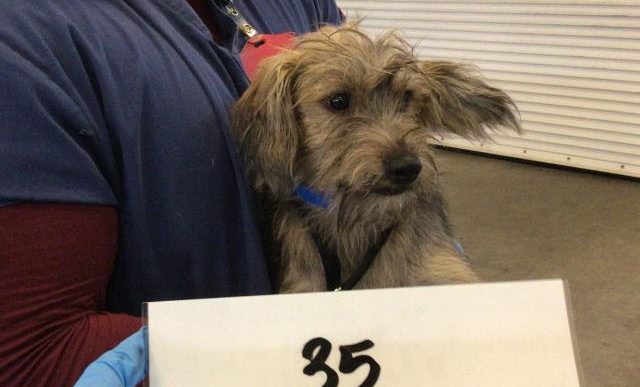 Ozu, a former shelter dog in Riverside County, was the real-life inspiration for the on-screen pooch in the new "Superman" movie.