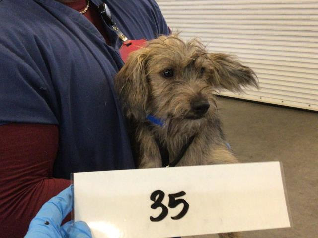 Ozu, a former shelter dog in Riverside County, was the real-life inspiration for the on-screen pooch in the new "Superman" movie.