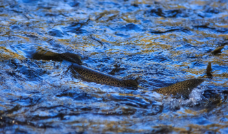 Chinook salmon could benefit from water sourced from the Chino Basin under a proposed plan by the Inland Empire Utilities Agency. | Photo courtesy of the Chino Basin Program