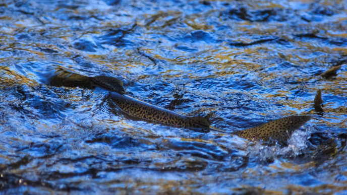 Chinook salmon could benefit from water sourced from the Chino Basin under a proposed plan by the Inland Empire Utilities Agency. | Photo courtesy of the Chino Basin Program