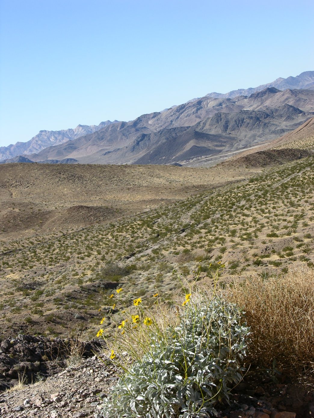 The Nolina Peak preserve in Joshua Tree.