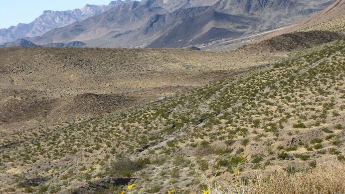 The Nolina Peak preserve in Joshua Tree.