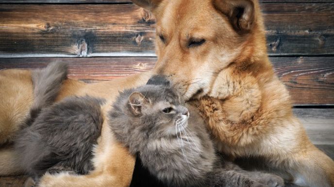 Dog and cat affection.