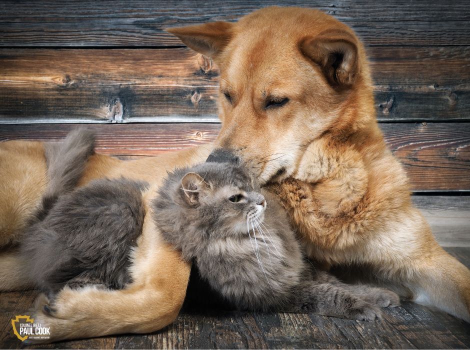 Dog and cat affection.