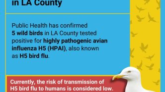 Bird flu in Los Angeles County.