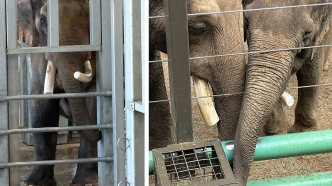 Billy and Tina, Asian elephants formerly from the Los Angeles Zoo and now living at a Tulsa facility, experience more confinement in their new homes than in LA, according to activists.