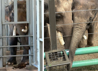 Billy and Tina, Asian elephants formerly from the Los Angeles Zoo and now living at a Tulsa facility, experience more confinement in their new homes than in LA, according to activists.