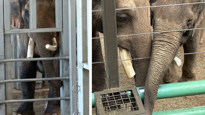 Billy and Tina, Asian elephants formerly from the Los Angeles Zoo and now living at a Tulsa facility, experience more confinement in their new homes than in LA, according to activists.
