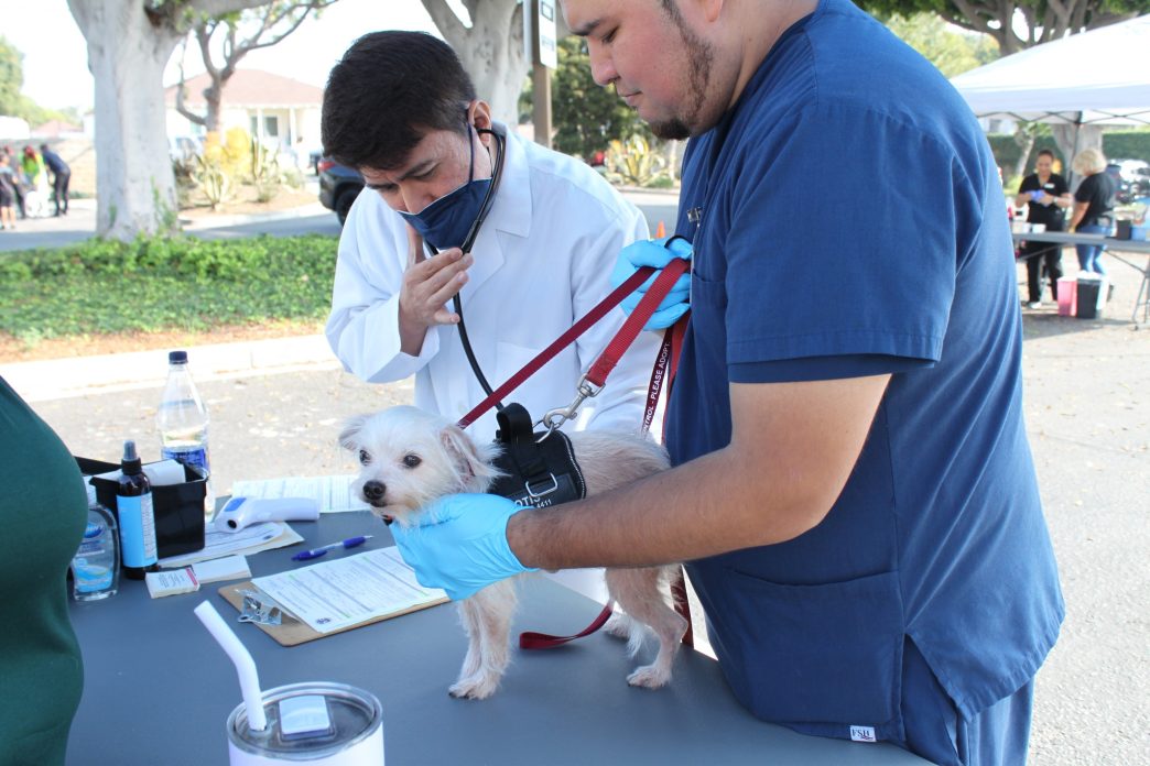 A veterinarian examines a small dog.