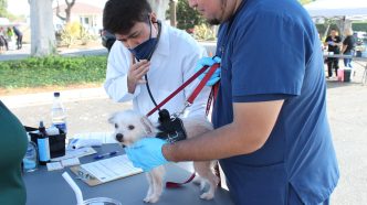 A veterinarian examines a small dog.