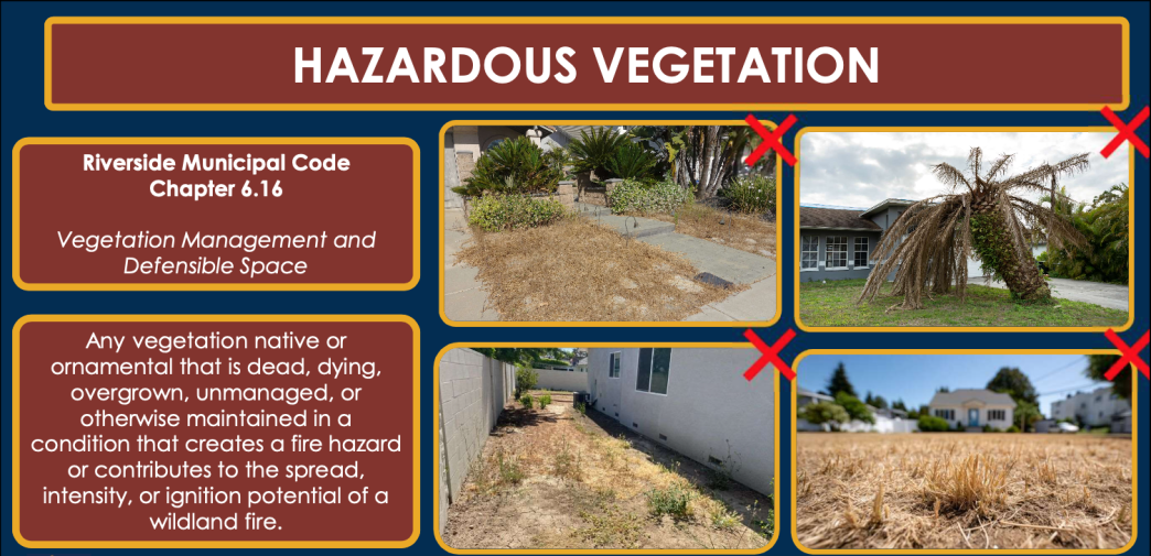A slide from the Fire Department's presentation to the City Council Tuesday displays examples of plants and landscaping that fuel fires.