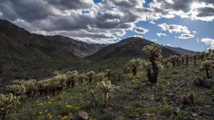 The Corn Springs Campground in the Chuckwalla National Monument.