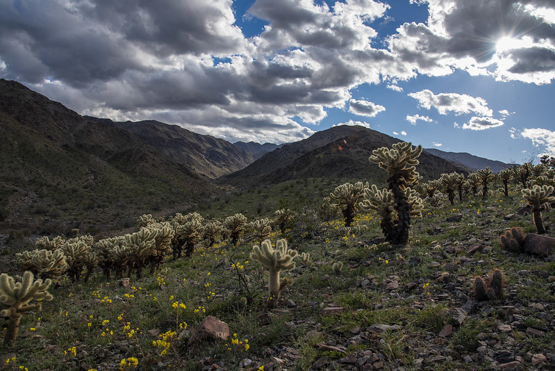 The Corn Springs Campground in the Chuckwalla National Monument.