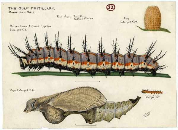 A watercolor by Charles Dammers showing the life stages of a Gulf fritillary butterfly.