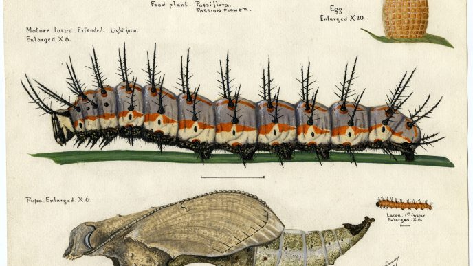 A watercolor by Charles Dammers showing the life stages of a Gulf fritillary butterfly.